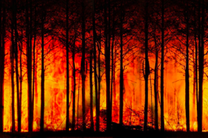 image of a forrest fire