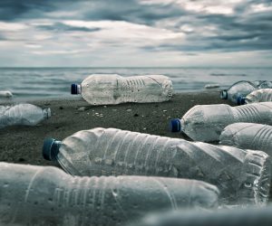Plastics in our food, water